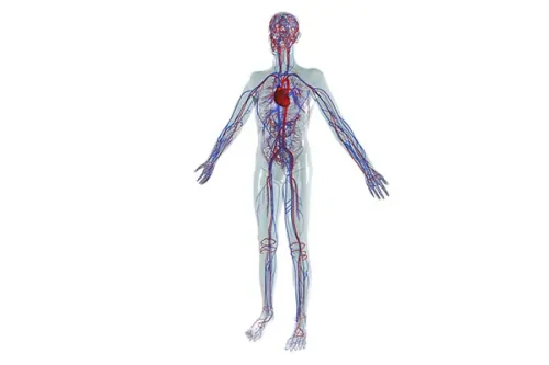 Fitnesstrainer A - level 1.5: Inspanningsfysiologie